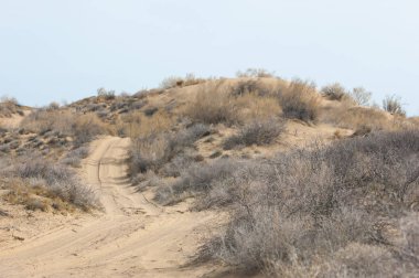 kum bahar bozkır. ağaçlar ve kum mavi gökyüzü arka plan üzerinde. Kazakistan bozkırlarında