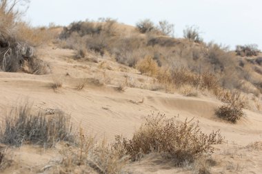 kum bahar bozkır. ağaçlar ve kum mavi gökyüzü arka plan üzerinde. Kazakistan bozkırlarında