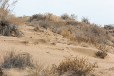 kum bahar bozkır. ağaçlar ve kum mavi gökyüzü arka plan üzerinde. Kazakistan bozkırlarında