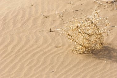 kum bahar bozkır. ağaçlar ve kum mavi gökyüzü arka plan üzerinde. Kazakistan bozkırlarında