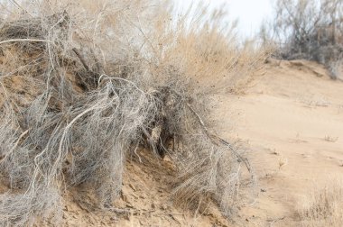 kum bahar bozkır. ağaçlar ve kum mavi gökyüzü arka plan üzerinde. Kazakistan bozkırlarında