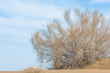 kum bahar bozkır. ağaçlar ve kum mavi gökyüzü arka plan üzerinde. Kazakistan bozkırlarında