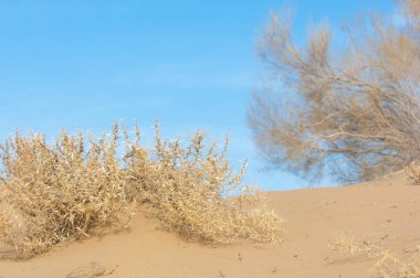 kum bahar bozkır. ağaçlar ve kum mavi gökyüzü arka plan üzerinde. Kazakistan bozkırlarında