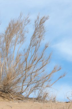 kum bahar bozkır. ağaçlar ve kum mavi gökyüzü arka plan üzerinde. Kazakistan bozkırlarında