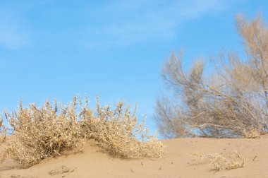 kum bahar bozkır. ağaçlar ve kum mavi gökyüzü arka plan üzerinde. Kazakistan bozkırlarında