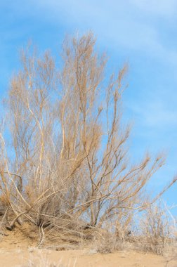 kum bahar bozkır. ağaçlar ve kum mavi gökyüzü arka plan üzerinde. Kazakistan bozkırlarında
