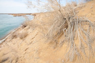 kum. Bahar. su. kar. haloxylon. Orta Asya, sinkiang, haloxylon ammodendron, haloxylon persicum, beyaz saxaul, saxaul serçe, plantae, kapalı tohumlular, fikir, temel fikir, caryophyllales, amaranthaceae, salsoloideae, Kuru, çöl, gökyüzü, bl