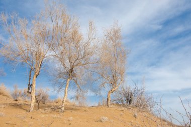 kum bahar bozkır. ağaçlar ve kum mavi gökyüzü arka plan üzerinde. Kazakistan bozkırlarında