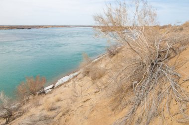 kum. Bahar. su. kar. haloxylon. Orta Asya, sinkiang, haloxylon ammodendron, haloxylon persicum, beyaz saxaul, saxaul serçe, plantae, kapalı tohumlular, fikir, temel fikir, caryophyllales, amaranthaceae, salsoloideae, Kuru, çöl, gökyüzü, bl