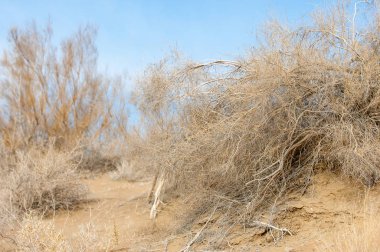 kum bahar bozkır. ağaçlar ve kum mavi gökyüzü arka plan üzerinde. Kazakistan bozkırlarında