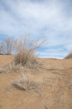 kum bahar bozkır. ağaçlar ve kum mavi gökyüzü arka plan üzerinde. Kazakistan bozkırlarında