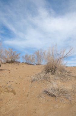 kum bahar bozkır. ağaçlar ve kum mavi gökyüzü arka plan üzerinde. Kazakistan bozkırlarında