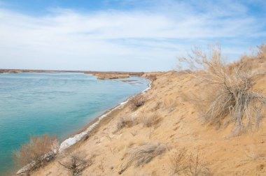 kum. Bahar. su. kar. haloxylon. Orta Asya, sinkiang, haloxylon ammodendron, haloxylon persicum, beyaz saxaul, saxaul serçe, plantae, kapalı tohumlular, fikir, temel fikir, caryophyllales, amaranthaceae, salsoloideae, Kuru, çöl, gökyüzü, bl