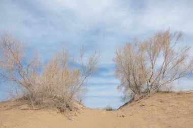 kum bahar bozkır. ağaçlar ve kum mavi gökyüzü arka plan üzerinde. Kazakistan bozkırlarında