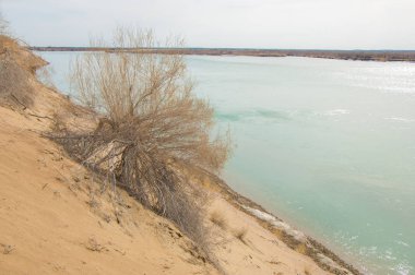 kum. Bahar. su. kar. haloxylon. Orta Asya, sinkiang, haloxylon ammodendron, haloxylon persicum, beyaz saxaul, saxaul serçe, plantae, kapalı tohumlular, fikir, temel fikir, caryophyllales, amaranthaceae, salsoloideae, Kuru, çöl, gökyüzü, bl