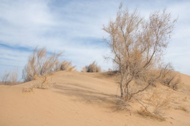 kum bahar bozkır. ağaçlar ve kum mavi gökyüzü arka plan üzerinde. Kazakistan bozkırlarında