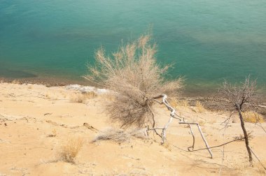 kum. Bahar. su. kar. haloxylon. Orta Asya, sinkiang, haloxylon ammodendron, haloxylon persicum, beyaz saxaul, saxaul serçe, plantae, kapalı tohumlular, fikir, temel fikir, caryophyllales, amaranthaceae, salsoloideae, Kuru, çöl, gökyüzü, bl