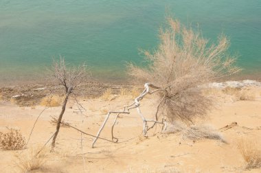 kum. Bahar. su. kar. haloxylon. Orta Asya, sinkiang, haloxylon ammodendron, haloxylon persicum, beyaz saxaul, saxaul serçe, plantae, kapalı tohumlular, fikir, temel fikir, caryophyllales, amaranthaceae, salsoloideae, Kuru, çöl, gökyüzü, bl