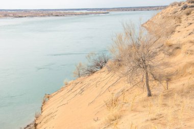 kum. Bahar. su. kar. haloxylon. Orta Asya, sinkiang, haloxylon ammodendron, haloxylon persicum, beyaz saxaul, saxaul serçe, plantae, kapalı tohumlular, fikir, temel fikir, caryophyllales, amaranthaceae, salsoloideae, Kuru, çöl, gökyüzü, bl