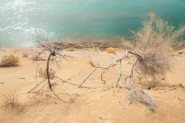 kum. Bahar. su. kar. haloxylon. Orta Asya, sinkiang, haloxylon ammodendron, haloxylon persicum, beyaz saxaul, saxaul serçe, plantae, kapalı tohumlular, fikir, temel fikir, caryophyllales, amaranthaceae, salsoloideae, Kuru, çöl, gökyüzü, bl