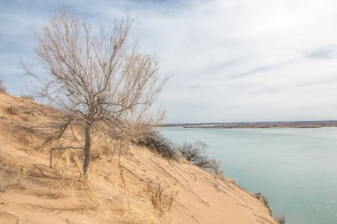 kum. Bahar. su. kar. haloxylon. Orta Asya, sinkiang, haloxylon ammodendron, haloxylon persicum, beyaz saxaul, saxaul serçe, plantae, kapalı tohumlular, fikir, temel fikir, caryophyllales, amaranthaceae, salsoloideae, Kuru, çöl, gökyüzü, bl