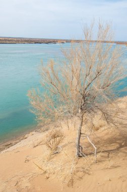 kum. Bahar. su. kar. haloxylon. Orta Asya, sinkiang, haloxylon ammodendron, haloxylon persicum, beyaz saxaul, saxaul serçe, plantae, kapalı tohumlular, fikir, temel fikir, caryophyllales, amaranthaceae, salsoloideae, Kuru, çöl, gökyüzü, bl