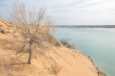 kum. Bahar. su. kar. haloxylon. Orta Asya, sinkiang, haloxylon ammodendron, haloxylon persicum, beyaz saxaul, saxaul serçe, plantae, kapalı tohumlular, fikir, temel fikir, caryophyllales, amaranthaceae, salsoloideae, Kuru, çöl, gökyüzü, bl