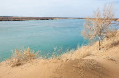 kum. Bahar. su. kar. haloxylon. Orta Asya, sinkiang, haloxylon ammodendron, haloxylon persicum, beyaz saxaul, saxaul serçe, plantae, kapalı tohumlular, fikir, temel fikir, caryophyllales, amaranthaceae, salsoloideae, Kuru, çöl, gökyüzü, bl