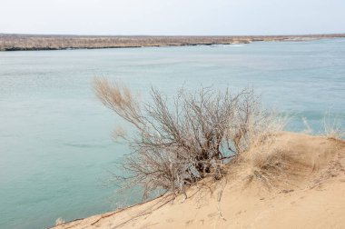 kum. Bahar. su. kar. haloxylon. Orta Asya, sinkiang, haloxylon ammodendron, haloxylon persicum, beyaz saxaul, saxaul serçe, plantae, kapalı tohumlular, fikir, temel fikir, caryophyllales, amaranthaceae, salsoloideae, Kuru, çöl, gökyüzü, bl