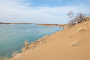 kum. Bahar. su. kar. haloxylon. Orta Asya, sinkiang, haloxylon ammodendron, haloxylon persicum, beyaz saxaul, saxaul serçe, plantae, kapalı tohumlular, fikir, temel fikir, caryophyllales, amaranthaceae, salsoloideae, Kuru, çöl, gökyüzü, bl