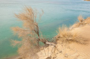 kum. Bahar. su. kar. haloxylon. Orta Asya, sinkiang, haloxylon ammodendron, haloxylon persicum, beyaz saxaul, saxaul serçe, plantae, kapalı tohumlular, fikir, temel fikir, caryophyllales, amaranthaceae, salsoloideae, Kuru, çöl, gökyüzü, bl