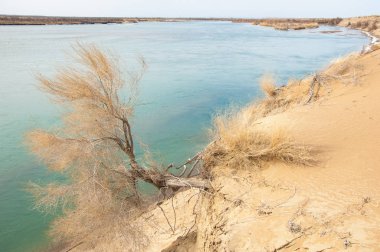 kum. Bahar. su. kar. haloxylon. Orta Asya, sinkiang, haloxylon ammodendron, haloxylon persicum, beyaz saxaul, saxaul serçe, plantae, kapalı tohumlular, fikir, temel fikir, caryophyllales, amaranthaceae, salsoloideae, Kuru, çöl, gökyüzü, bl