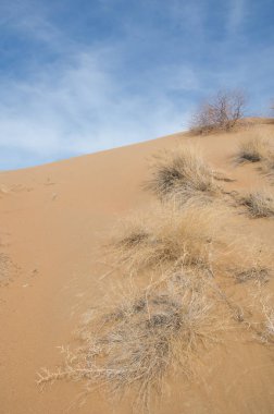 kum bahar bozkır. ağaçlar ve kum mavi gökyüzü arka plan üzerinde. Kazakistan bozkırlarında