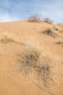 kum bahar bozkır. ağaçlar ve kum mavi gökyüzü arka plan üzerinde. Kazakistan bozkırlarında