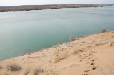 kum. Bahar. su. kar. haloxylon. Orta Asya, sinkiang, haloxylon ammodendron, haloxylon persicum, beyaz saxaul, saxaul serçe, plantae, kapalı tohumlular, fikir, temel fikir, caryophyllales, amaranthaceae, salsoloideae, Kuru, çöl, gökyüzü, bl