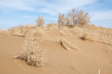 kum bahar bozkır. ağaçlar ve kum mavi gökyüzü arka plan üzerinde. Kazakistan bozkırlarında