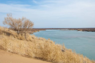 kum. Bahar. su. kar. haloxylon. Orta Asya, sinkiang, haloxylon ammodendron, haloxylon persicum, beyaz saxaul, saxaul serçe, plantae, kapalı tohumlular, fikir, temel fikir, caryophyllales, amaranthaceae, salsoloideae, Kuru, çöl, gökyüzü, bl