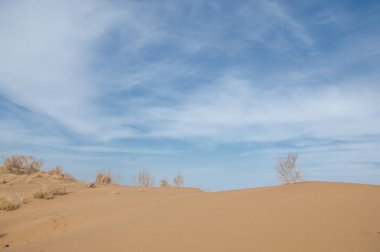 kum bahar bozkır. ağaçlar ve kum mavi gökyüzü arka plan üzerinde. Kazakistan bozkırlarında