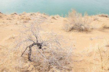 kum. Bahar. su. kar. haloxylon. Orta Asya, sinkiang, haloxylon ammodendron, haloxylon persicum, beyaz saxaul, saxaul serçe, plantae, kapalı tohumlular, fikir, temel fikir, caryophyllales, amaranthaceae, salsoloideae, Kuru, çöl, gökyüzü, bl