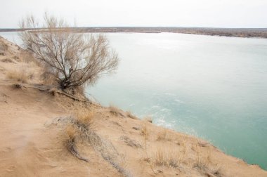 kum. Bahar. su. kar. haloxylon. Orta Asya, sinkiang, haloxylon ammodendron, haloxylon persicum, beyaz saxaul, saxaul serçe, plantae, kapalı tohumlular, fikir, temel fikir, caryophyllales, amaranthaceae, salsoloideae, Kuru, çöl, gökyüzü, bl