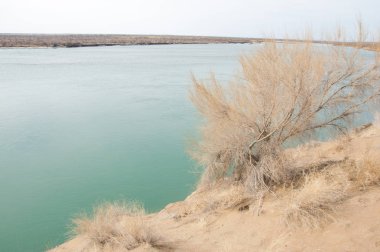 kum. Bahar. su. kar. haloxylon. Orta Asya, sinkiang, haloxylon ammodendron, haloxylon persicum, beyaz saxaul, saxaul serçe, plantae, kapalı tohumlular, fikir, temel fikir, caryophyllales, amaranthaceae, salsoloideae, Kuru, çöl, gökyüzü, bl