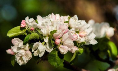 Bahar. bahar zamanı. springtide. Başbakan. Bahar çiçeği: Bahçe zemin üzerine yeni gelişen bir elma ağacının dalını