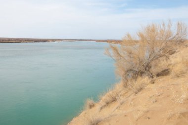 kum. Bahar. su. kar. haloxylon. Orta Asya, sinkiang, haloxylon ammodendron, haloxylon persicum, beyaz saxaul, saxaul serçe, plantae, kapalı tohumlular, fikir, temel fikir, caryophyllales, amaranthaceae, salsoloideae, Kuru, çöl, gökyüzü, bl