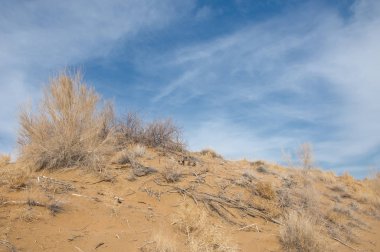kum bahar bozkır. ağaçlar ve kum mavi gökyüzü arka plan üzerinde. Kazakistan bozkırlarında