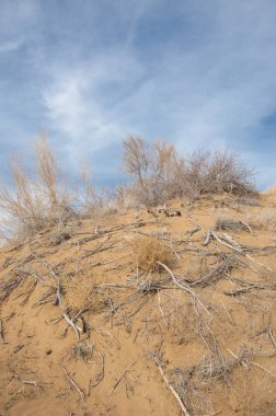 kum bahar bozkır. ağaçlar ve kum mavi gökyüzü arka plan üzerinde. Kazakistan bozkırlarında