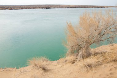 kum. Bahar. su. kar. haloxylon. Orta Asya, sinkiang, haloxylon ammodendron, haloxylon persicum, beyaz saxaul, saxaul serçe, plantae, kapalı tohumlular, fikir, temel fikir, caryophyllales, amaranthaceae, salsoloideae, Kuru, çöl, gökyüzü, bl