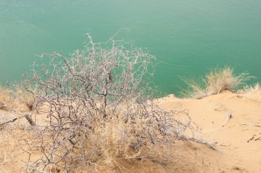 kum. Bahar. su. kar. haloxylon. Orta Asya, sinkiang, haloxylon ammodendron, haloxylon persicum, beyaz saxaul, saxaul serçe, plantae, kapalı tohumlular, fikir, temel fikir, caryophyllales, amaranthaceae, salsoloideae, Kuru, çöl, gökyüzü, bl