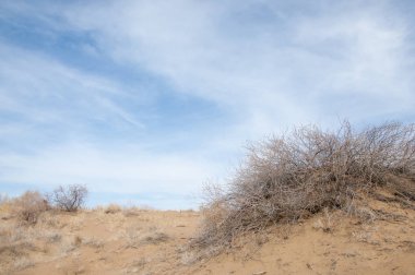 kum bahar bozkır. ağaçlar ve kum mavi gökyüzü arka plan üzerinde. Kazakistan bozkırlarında