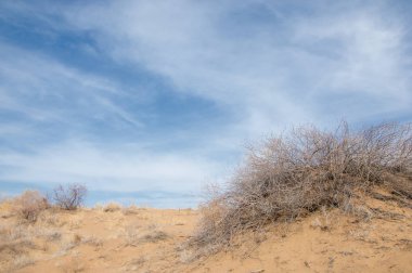 kum bahar bozkır. ağaçlar ve kum mavi gökyüzü arka plan üzerinde. Kazakistan bozkırlarında