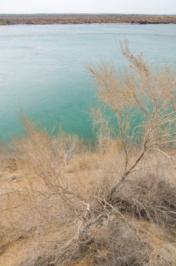 kum. Bahar. su. kar. haloxylon. Orta Asya, sinkiang, haloxylon ammodendron, haloxylon persicum, beyaz saxaul, saxaul serçe, plantae, kapalı tohumlular, fikir, temel fikir, caryophyllales, amaranthaceae, salsoloideae, Kuru, çöl, gökyüzü, bl